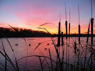 Ducks At Sunset Things I Am Blessed To See