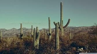 Saguaro National Park East Arizona 4k HD Desktop Wallpaper For