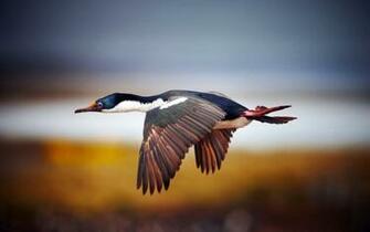 Flying Birds Ducks Blurred Background Wallpaper
