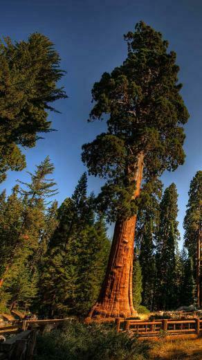 Sequoia National Park 3wallpaper iPhone Les Wallpaper Du