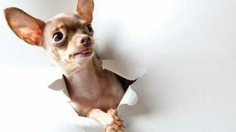 Pics Photos Funny Puppy Wallpaper Jpg