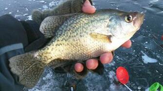 Crappie Border Wallpaper Picswallpaper