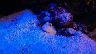 Watchman Goby Wallpaper High Quality