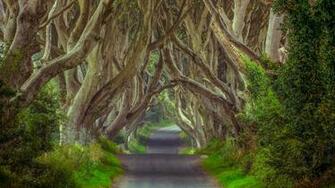Dark Hedges In Northern Ireland