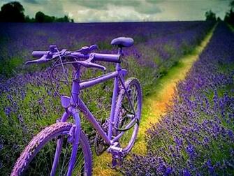 Ciclismo Entre Campo De Lavanda Vetor