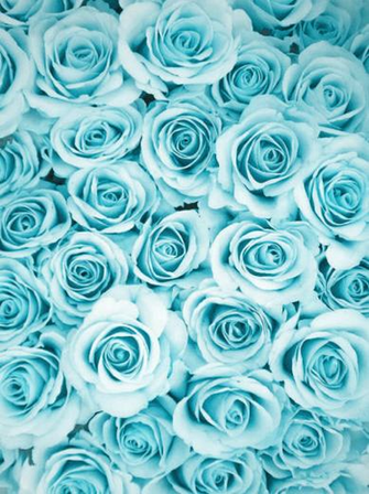 Beauty Flowers Nature Turquoise Roses Pastels Tumblush
