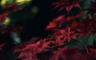 Wallpaper Details File Name Depth Uploaded By Kushko Date