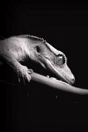 Little Crested Gecko By Gogogodzirra