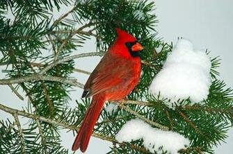 File Name Northerncardinal 72dpi Jpg Resolution X Pixel