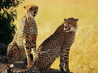 All About Animal Wildlife Cheetah Cool HD Wallpaper
