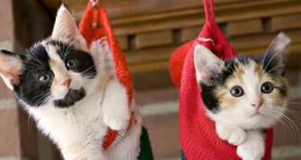 Christmas Greeting Card With Cats
