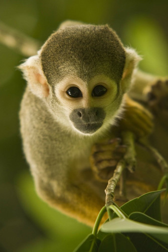 Monkey iPhone Wallpaper