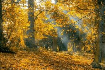 Beautiful Yellow HD Wallpaper To Now Let Us Publish
