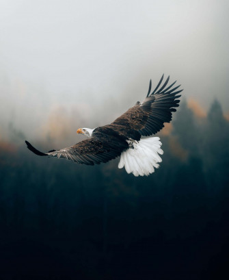 Flying Eagles Wallpaper