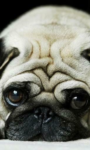 Bigger Pug HD Wallpaper For Android Screenshot
