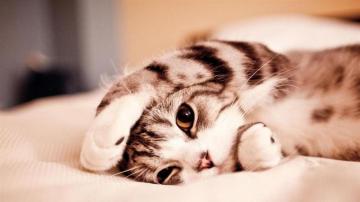 Cute Animals Wallpaper