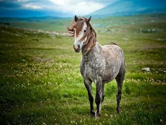 Appaloosa Wallpaper