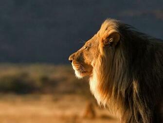 Watching The Male Lion Wallpaper Desktop