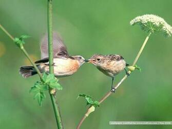 Bird Photography Vol Birds Variety Wallpaper On Branches