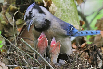 Mother Bird Picture X Wallpaper