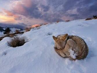 National Geographic Wallpaper Coyote Yellowstone Park