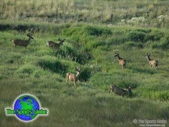 Deer Desktop Wallpaper And Background The Sports Globe