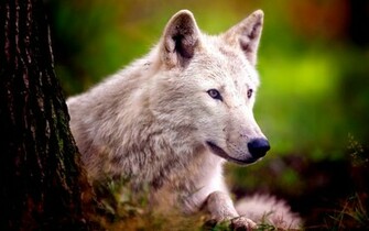 Arctic Wolf Wallpaper