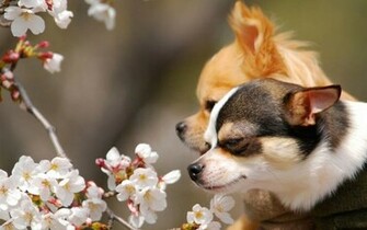 Alfa Img Showing Chihuahua Desktop Wallpaper