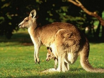 Animals Plannet Wild Animal Wallpaper