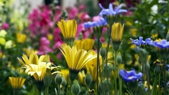 Nice Colorful Flowers Wallpaper