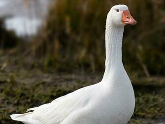 Canadian Goose Baby Wallpaper
