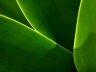 Modern Green Wallpaper Cartoon