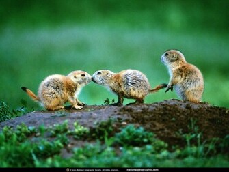 Wallpaper Coffee Most Famous National Geographic HD