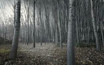 Black And White Tree Forest Wallpaper