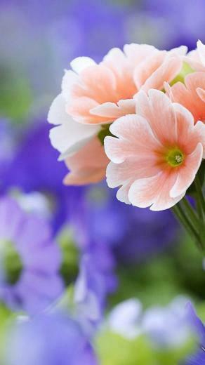 Beautiful Coral Flowers iPhone Wallpaper HD For