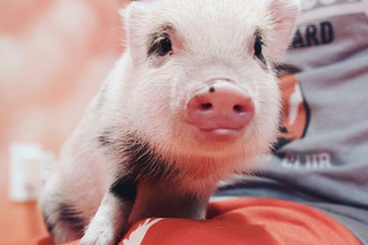 Teacup Pigs Are Popular On And Instagram Once Again But