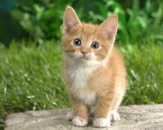 Cats Wallpaper Kitten HD Widescreen Desktop