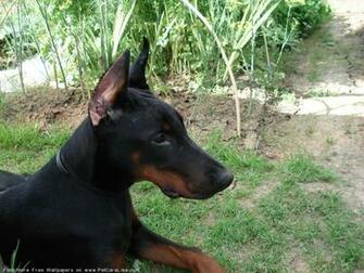 The Doberman Dog Desktop Wallpaper Pictures Online For Pc