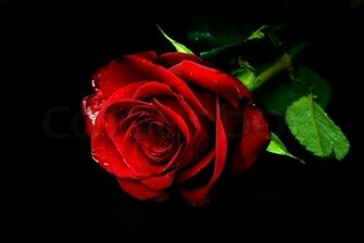 Rote Rose Vor Schwarzem Hintergrund Stock Foto Colourbox