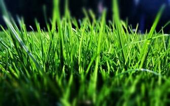 Green Grass Wallpaper