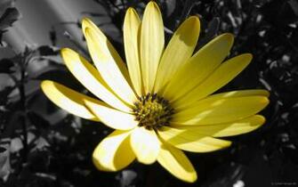 Yellow Wallpaper High Quality Defiantion Black
