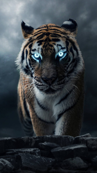 Top Cool Tiger Wallpaper Full HD 4k To Use