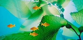 Goldfish Wallpaper Is An Interactive And Smoothly Desktop Background