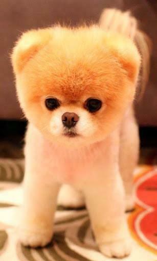 Collection Boo The Dog Wallpaper Famous Img