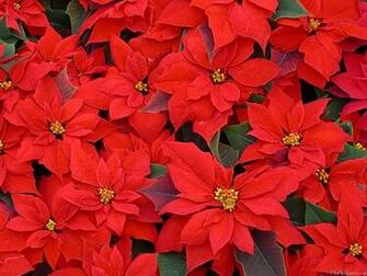 Mlewallpaper Red Poinsettias