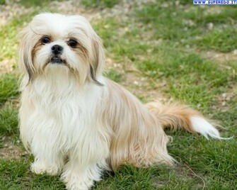 Immagini Shih Tzu In Alta Definizione HD
