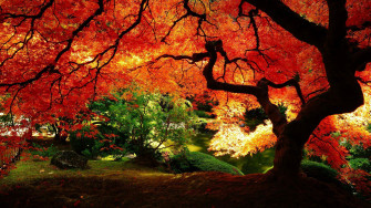 Autumn Wallpaper In Psd