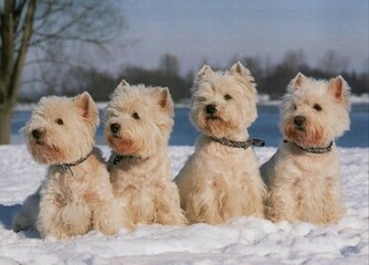Westie I Want This