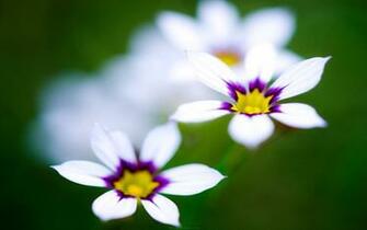 Purple Flowers Cute Wallpaper Share This On