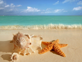 Shells And Starfish Wallpaper iPhone